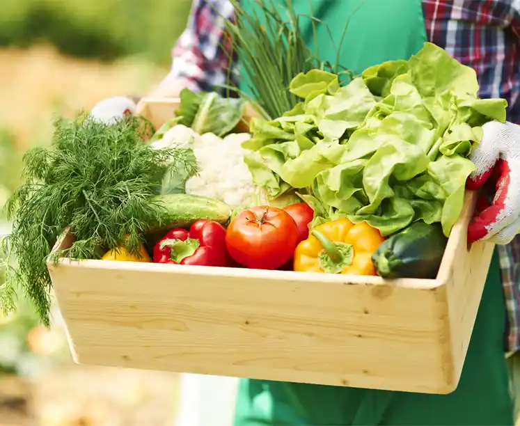 Organik Beslenmenin Sağlığınıza ve Çevreye Etkileri